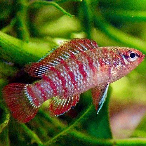 Dario dario - Scarlet badis L